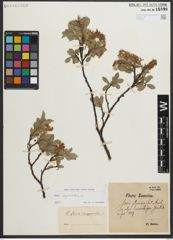 Foto von Salix myrsinites L.